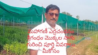 మహాగని,ఎర్రచందనం,శ్రీగంధం,నిమ్మ ,బత్తాయి మొక్కల సాగువివరమలు వాటి రేట్లు గురించి పూర్తి వివరాలుమీకోసం