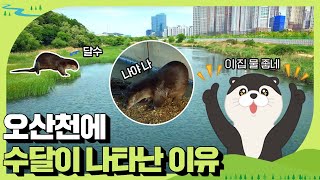 [세계 수달의 날] 일 년에 한 번 달수를 위한 날이 오늘이라고?! ㄴㅇㄱ🦦 | 삼성전자 반도체 | ESG