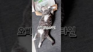 강남스타일 하고 잠자는 고양이(흥 많은 집사의 만행) #싸이 #강남스타일 #웃긴영상 #cat #집사 #이자슥 #고양이