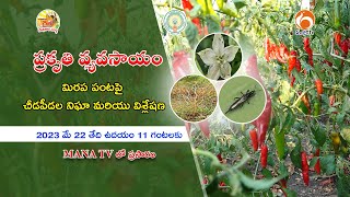 మిరప పంటపై చీడపీడల నిఘా మరియు విశ్లేషణ || ఆంధ్రప్రదేశ్  రైతు సాధికార సంస్థ(RYSS) || APCNF II MANA TV