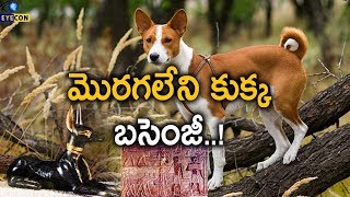 మొరగలేని కుక్కల గురించి తెలుసా..? | The Dog Which Cannot Bark | Eyecon Facts