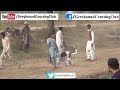 Download Dubai Dogs Race with fi ha arabic music 🐕 To Mp4 3Gp Full HD Video 1