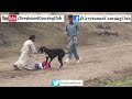 Download Dog vs Human Sprinting - Who's Faster? To Mp4 3Gp Full HD Video 3