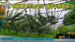 23년 배과수원이야기 115 - 비오는 소리 ASMR #ASMR #비 #호밀 #무경운 #초생재배 #나주배 #신고배 #어쩌다나주농부 #나주배가족농장