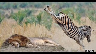 #shorts | safari adventure in a wildlife paradise - Predators, big herds and wildebeest migration