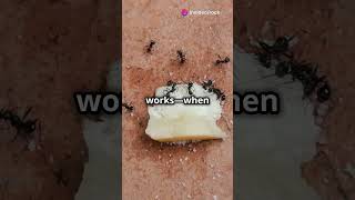 Ants' Secret: Two Stomachs Explained!#shorts #facts #shortsfeed #youtubeshorts