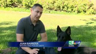 Woodland police K-9 recovers after being hit by car