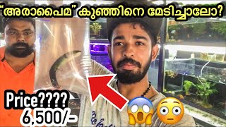 ലോകത്തിലെ“ഏറ്റവും വലിയ”ശുദ്ധജല മൽസ്യം“Arapaima” ഒരെണ്ണത്തിനെ മേടിച്ചാലോ? I bought a “baby arapaima”