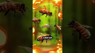 Пчёлы, убивающие свою королеву! 🐝💀👑😱 #факты