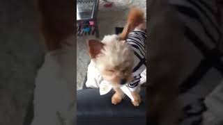 世界中で愛されるミックス犬のチワプーです #shorts