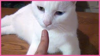 お手々でイヤイヤ！ 白猫ユキ White cat Yuki refuses my hand