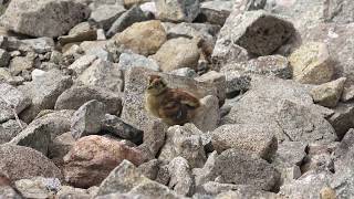 4K　南岳の雷鳥親子