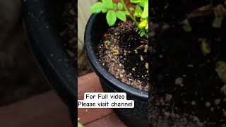 മഴക്കാലത്ത് റോസിന് ഈ വളമാണ് നല്ലത്.  #shorts #shortvideo #agriculture #gardening #farming