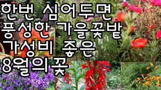 노지월동 다년생 가성비좋은 여름꽃 추천/ 단 한번 파종으로 매년 꽃을보는 씨앗파종으로 번식하는 여름꽃 추천/노지월동 야생화추천/꽃 오래가는 야생화추천