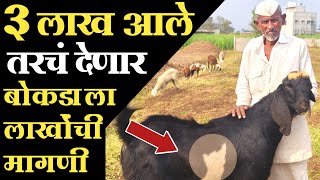 3 लाख आले तरचं देणार बोकडाला लाखोंची मागणी. #shelipalan #goatfarming #शेळीपालन