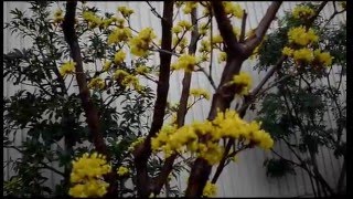 薬用植物☆サンシュユの花　　corni fructus