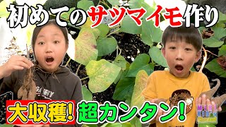 4ヶ月の記録❗️【初めてのサツマイモ作り🍠】