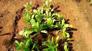 Raddish with it's plant. ಮೂಲಂಗಿ ಮತ್ತು ಅದರ ಗಿಡ.