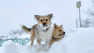 【愛おしい！】保護犬ひだりのかわいさをこの動画に詰め込みました