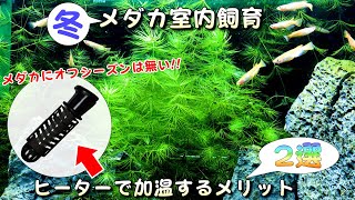 【メダカ室内飼育】冬季（寒い時期）にヒーターで加温するメリット2選【初心者向け】