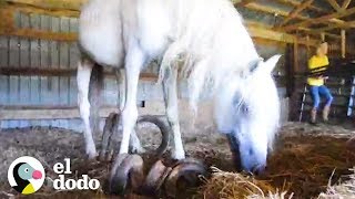 Poni solitario con pezuñas demasiado largas consigue su libertad | El Dodo