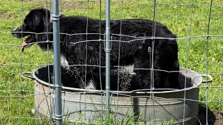 【えこりん村】桶の水に浸かって涼む牧羊犬