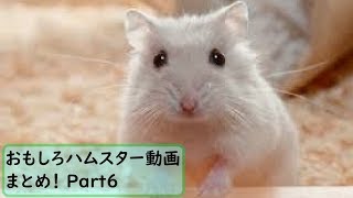 【面白 ハムスター】おもしろハムスター動画まとめ！#6【かわいい】