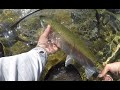 EPIC day fly fishing! Swinging flies with trout spey.