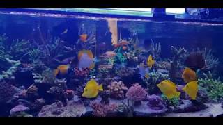 Feeding fish with AF Color up