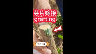 柑橘嫁接的操作過程，教你如何改接新品種，快來學習學習吧   The  process of citrus grafting, teach you how to change new varieties