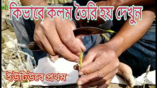 কিভাবে কলম তৈরি হয়/ শাখা কলম তৈরি / how to create / kolom toiri / piyara gacher kolom / kul kolom /