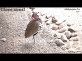 philadelphia zoo buff crested bustard takes attention away from sacred ibis