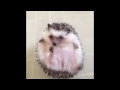 hedgehog adventures 1 minute vines