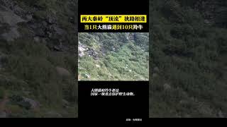 两大秦岭顶流狭路相逢1只大熊猫被10只一级重点保护动物围观