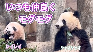 仲良く並んで美味しく食べるシャオくんとレイちゃん🐼🐼🌿😊　3月28日 ueno zoo panda