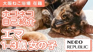 多頭崩壊現場からレスキューされた母猫「エマ」。娘のしのぶと離れ離れになるけれど、ネコリパで再会！日々の暮らしを猫自身が自分で自己紹介！　ネコリパブリック大阪　ねこ浴場＆ねこ旅籠