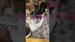 パパの上でドヤ顔する柴犬 #柴犬 #多頭飼い #shorts