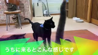 猫カフェで甘えられるとこんな感じ