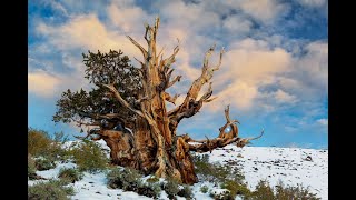 How a Single Tree Disproves Noah's Flood