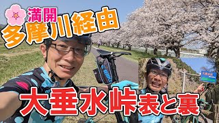 大垂水峠の表と裏をヒルクライム！桜満開の多摩川経由で王子から自走