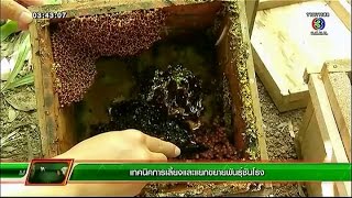 คลินิกเกษตร | เทคนิคการเลี้ยงและขยายพันธุ์ชันโรง | 26-11-57 |