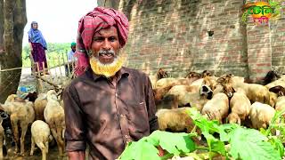 40 টা গাড়ল ৫০ বিঘা জমির কাজ করে | Garol farming in Bangladesh - গাড়লের খামার