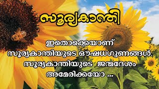 Sunflower plants || സൂര്യകാന്തി കൃഷിയും അതിന്റെ ഗുണങ്ങളും.