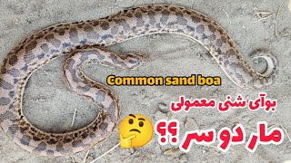 مار دو سر  بوآی شنی معمولی  Eryx jaculus  کورمار معمولی   Common sand boa   مارهای ایران