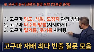 고구마 중요 재배기술 총정리, 상품성 좋은 고구마가 많이 달립니다.