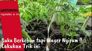 Solusi ibu-ibu yang sibuk (Mager)|Hobby Berkebun tanpa menyiram tiap hari|Semi-Hyroponik