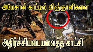 அமேசான் காட்டில் விஞ்ஞானிகளை அதிர்ச்சியடையவைத்த காட்சி; மூன்று வருடங்களின்பின் வெளிவந்த உண்மை!!