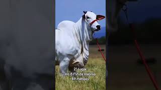 As vacas mais caras do mundo.