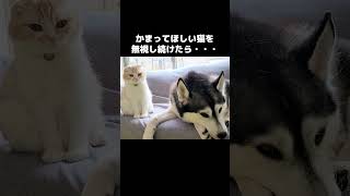 かまってほしい猫を無視し続けたら…#shorts