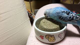 賛否両論の波がある塩土を買ってきた夜の話。-budgerigar